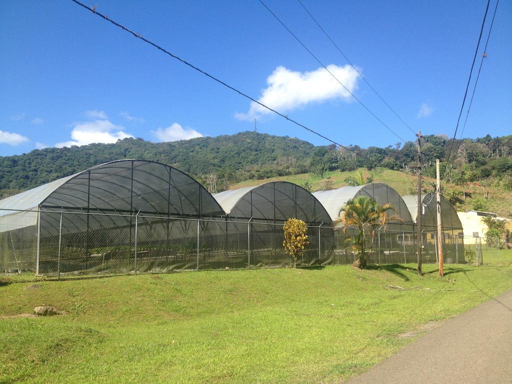 Parador Villas Sotomayor Adjuntas Εξωτερικό φωτογραφία